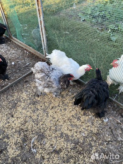 Куры Кохинхин