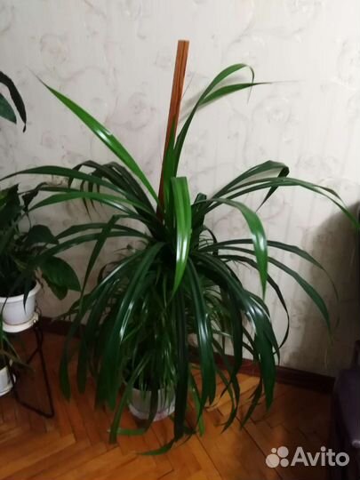 Пальма панданус