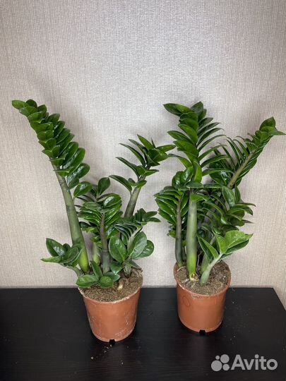 Замиокулькас зензи комнатные цветы