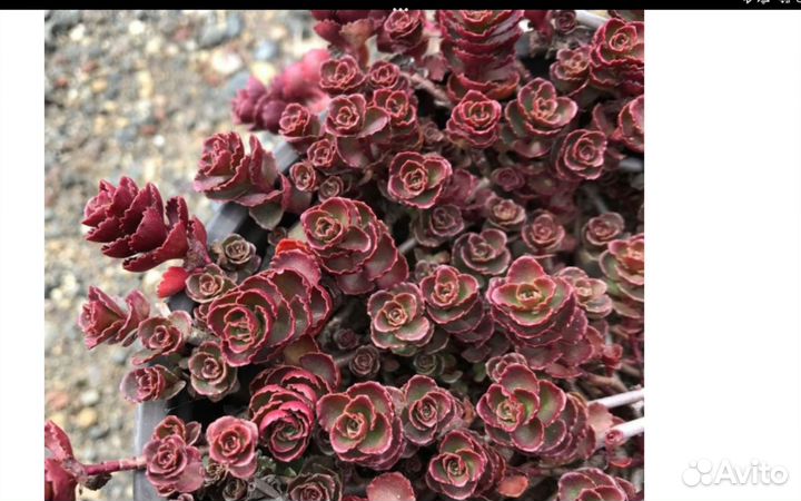 Суккуленты садовые, почвопокровники