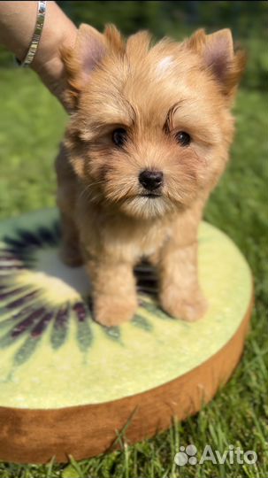 Йоркширский терьер, девочка Продана