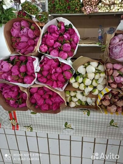 Пионы опт. Коробки. Опт коробка