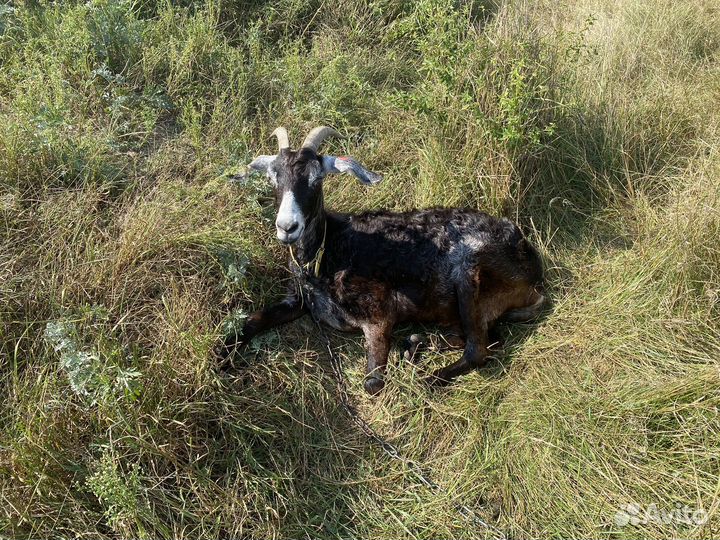 Коза девочка