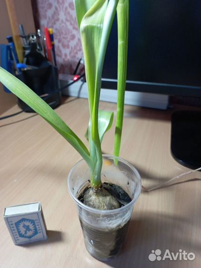 Алоэ вера, индийский лук (продажа или обмен)