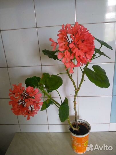 Пеларгония герань