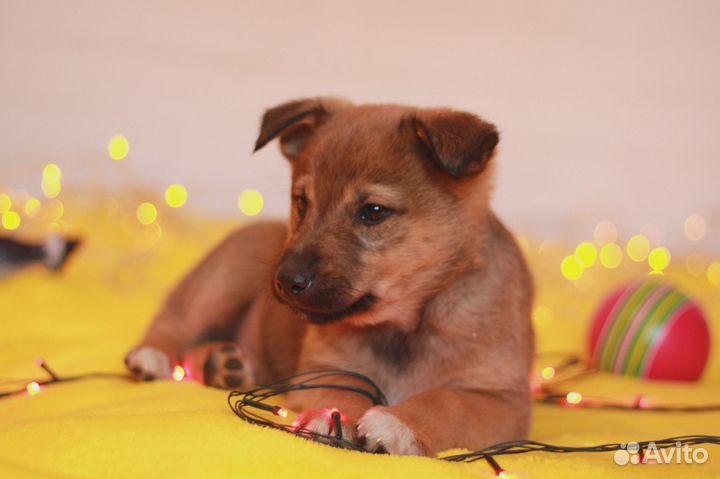 Лео ищет дом