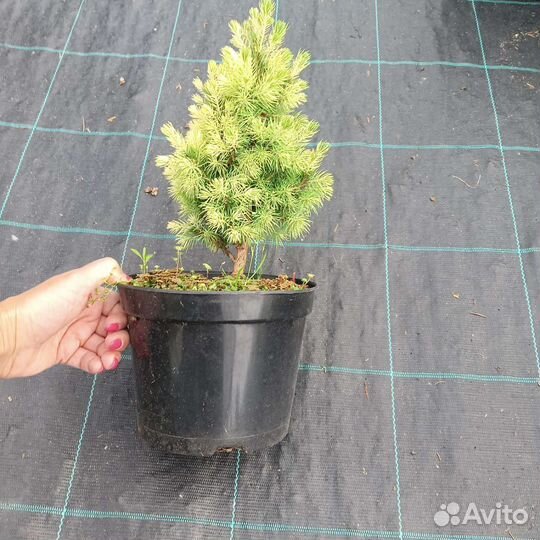 Канадские ели