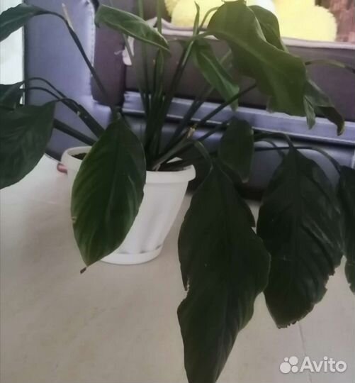 Комнатные растения цветы