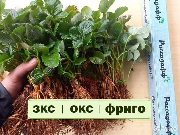 Рассада клубники. Оптом