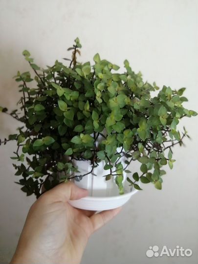 Каллизия