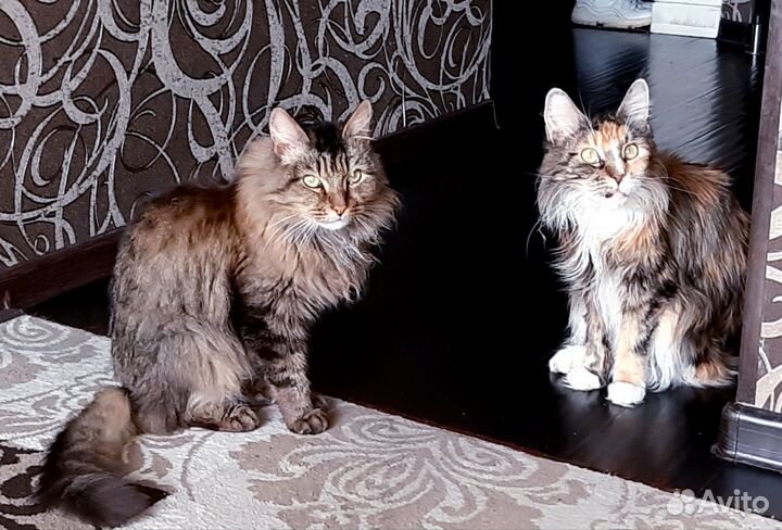 Кот и кошка