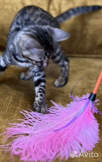 Бенгальская девочка