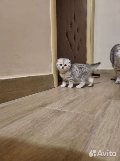 Шотландская вислоухая