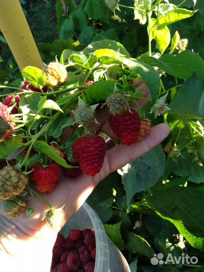 Саженцы Малины ремонтантной и летней