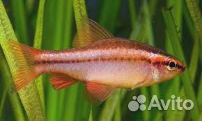 Барбус вишневый
