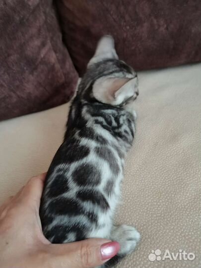 Бенгальские котята редких окрасов