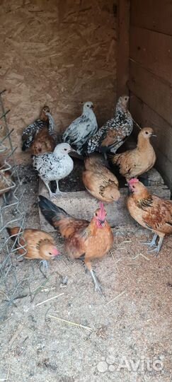 Курочки Бентамки