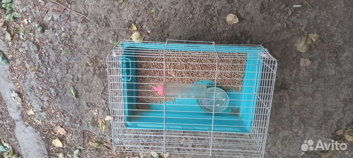 Клетка для грызунов бу