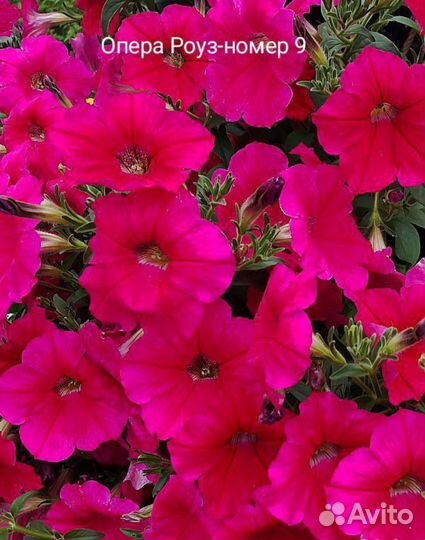 Рассада петуньи тайдал, ампельная