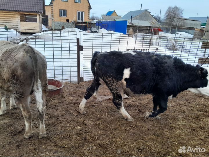 Быки и телки