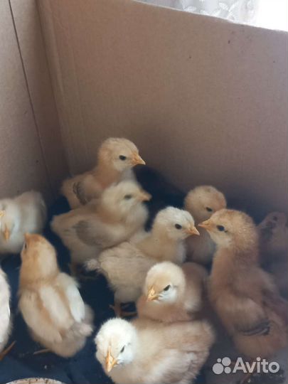 Цыплята