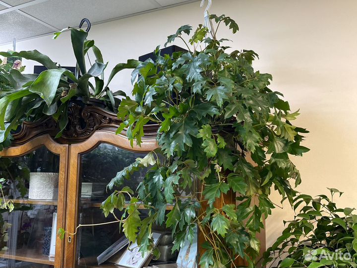 Циссус ампельный