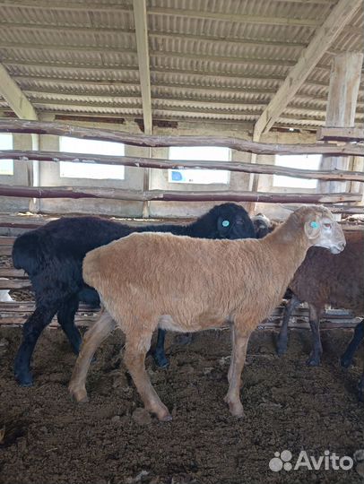 Овцы бараны