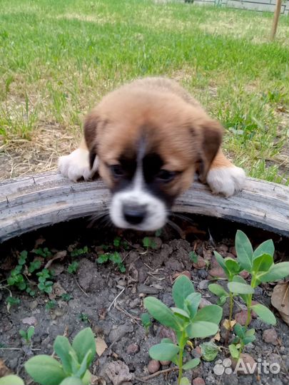 Отдам бесплатно щенки