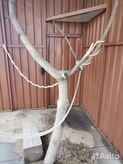 Павильон,вольер для животного,крупной хищной птицы