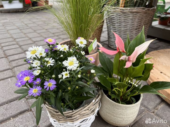 Антуриум Лили. Антуриум белый, красный, розовый