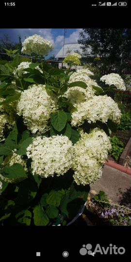Гортензия