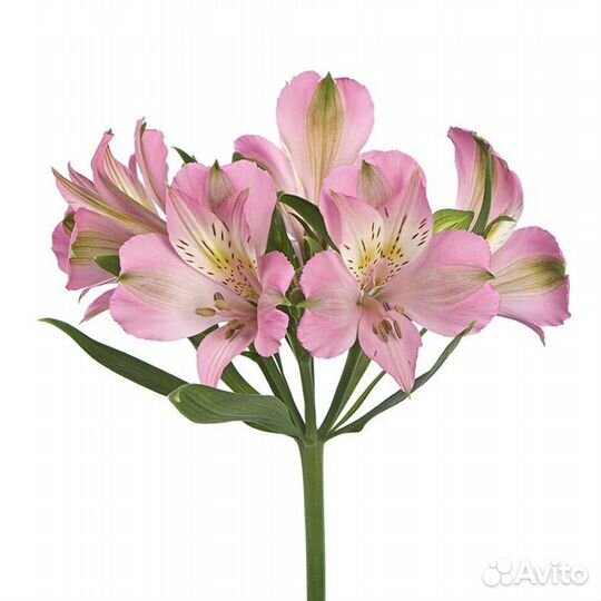 Альстромерия букет альстромерий с доставкой