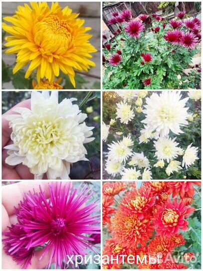 Саженцы многолетников/ лаванда