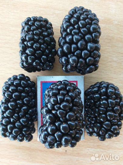 Ежевика саженцы