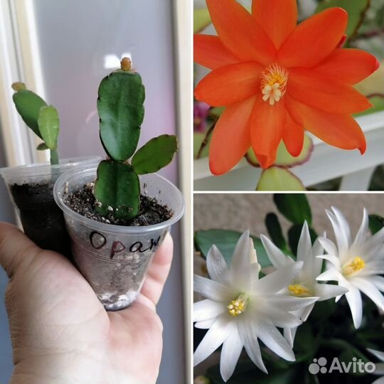 Разные цветы для дома