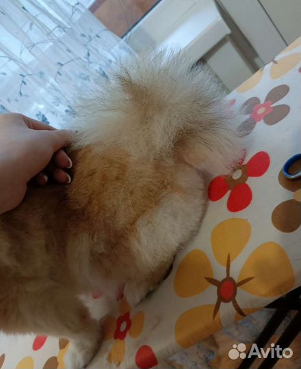 Стрижка собак, и кошек, вычес, груминг, грумер