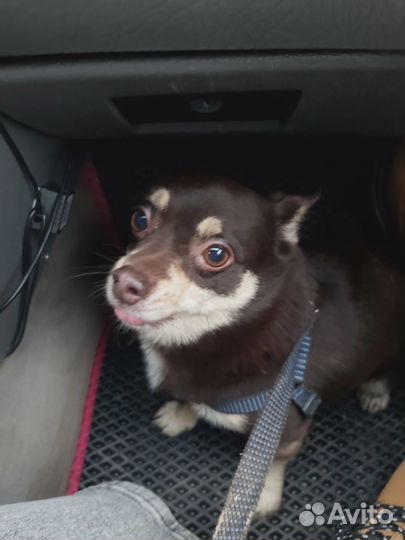 Найдена потеряшка