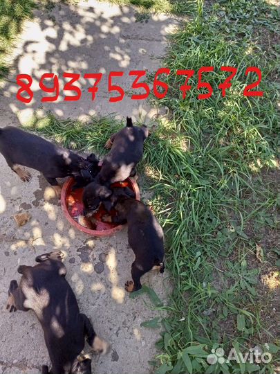 Щенки ягдтерьера