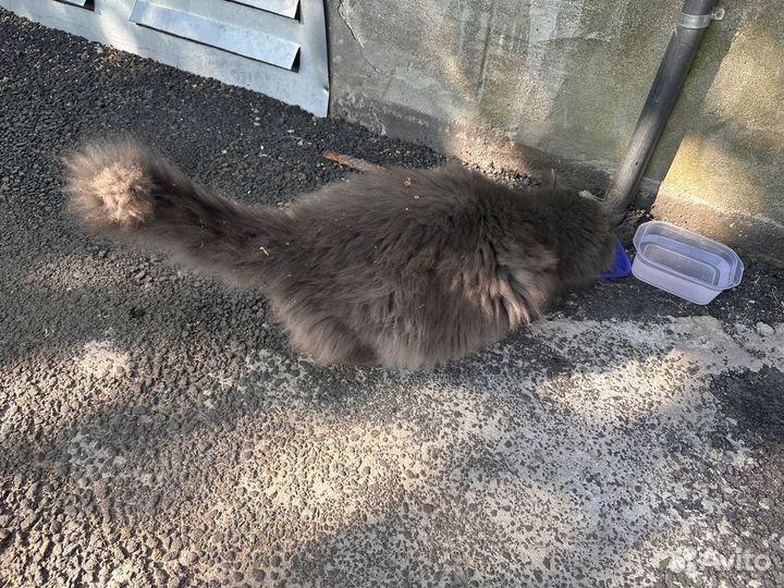 Кошка в добрые руки