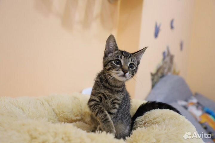 Котенок девочка ищет дом