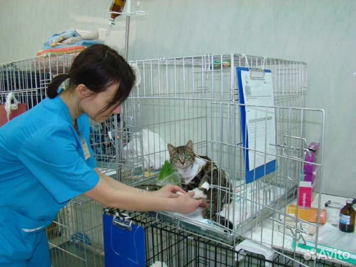 Инфекционный стационар для кошек