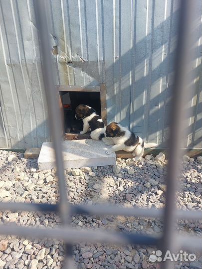 Щенки кавказской овчарки