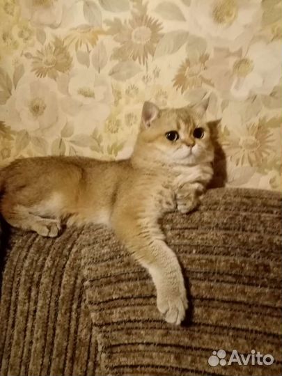 Шатланские золотой