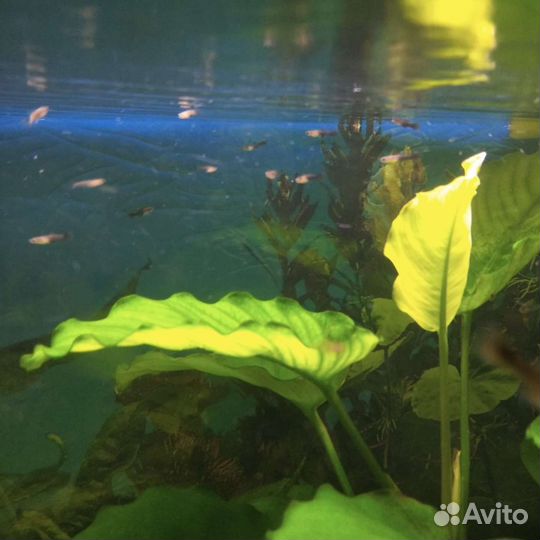 Хелены, анцитрусы