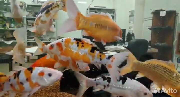 Карп кои (японский карп)