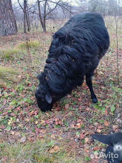 Продаем баранов