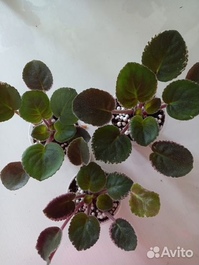 Фиалки сортовые