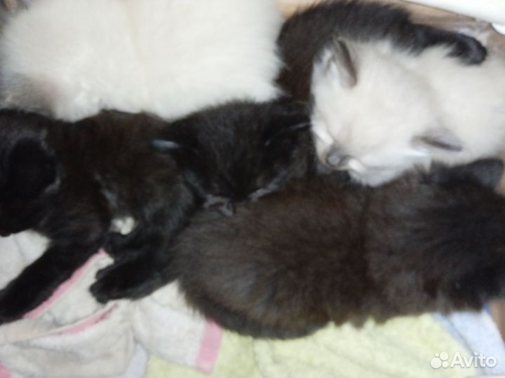 Котята в добрые руки 1 месяц