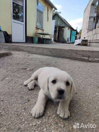 Щенки лабрадора