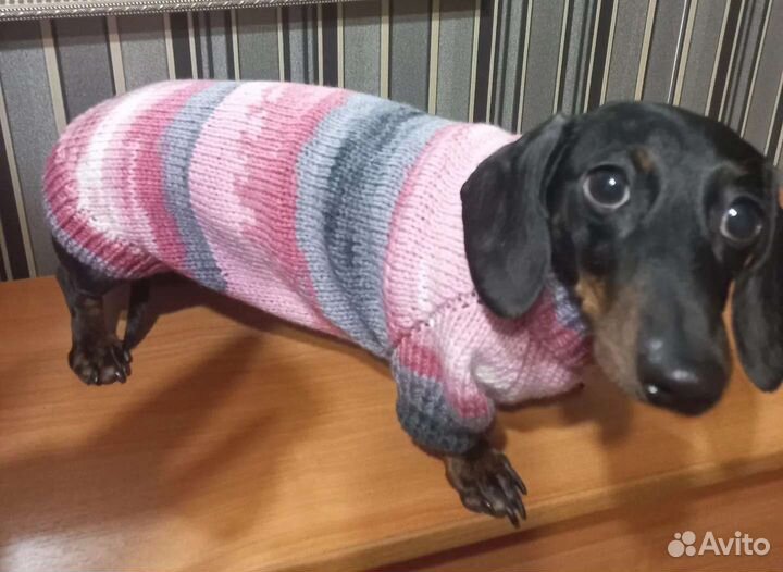 Одежда для собаки